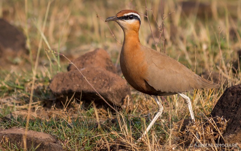 kannada-bird-names